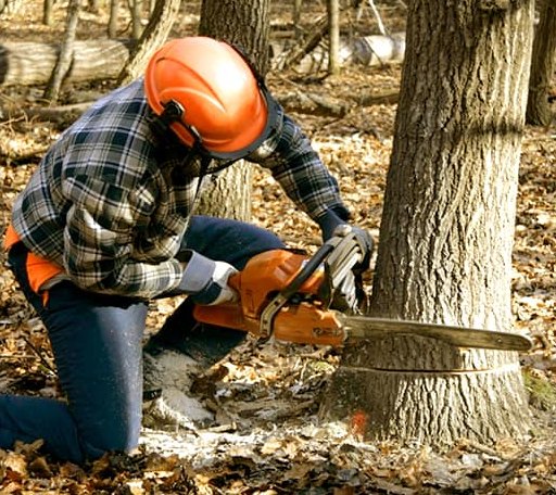 Tree Removal in Brownsburg, VA